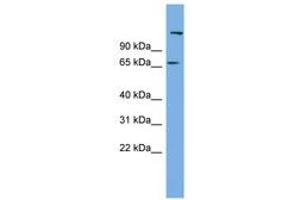 Image no. 1 for anti-Chromosome 12 Open Reading Frame 4 (C12orf4) (AA 71-120) antibody (ABIN6744190) (C12orf4 anticorps  (AA 71-120))