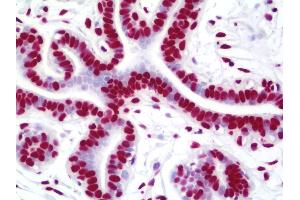 Anti-NUMA1 / NUMA antibody IHC staining of human breast. (NUMA1 anticorps  (AA 900-950))
