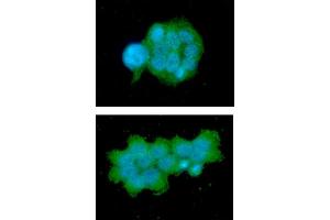 ICC/IF analysis of OSTF1 in MCF7 cells line, stained with DAPI (Blue) for nucleus staining and monoclonal anti-human OSTF1 antibody (1:100) with goat anti-mouse IgG-Alexa fluor 488 conjugate (Green). (OSTF1 anticorps)