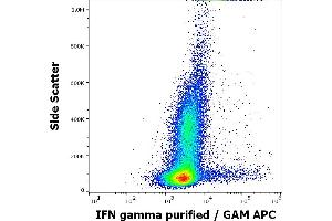 Flow cytometry intracellular staining pattern of human PHA stimulated and Brefeldin A treated peripheral blood mononuclear cells stained using anti-IFN gamma (4S. (Interferon gamma anticorps)
