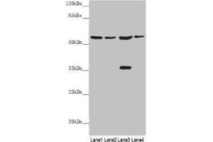 Western blot All lanes: SLC1A5 antibody at 9. (SLC1A5 anticorps  (AA 1-100))