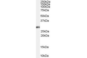 Western Blotting (WB) image for anti-Homeobox B13 (HOXB13) (AA 272-284) antibody (ABIN297311) (HOXB13 anticorps  (AA 272-284))