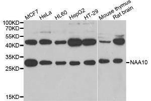 Western blot analysis of extracts of various cell lines, using NAA10 antibody (ABIN5974216) at 1/1000 dilution.