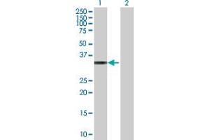 Western Blot analysis of TP53I3 expression in transfected 293T cell line by TP53I3 MaxPab polyclonal antibody.