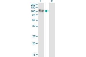Western Blot analysis of UVRAG expression in transfected 293T cell line by UVRAG monoclonal antibody (M04), clone 2E8.