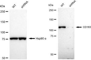 Western blotting analysis using CD163 antibody (ABIN7797953). (Recombinant CD163 anticorps)
