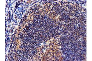 Image no. 5 for anti-NADH Dehydrogenase (Ubiquinone) Complex I, Assembly Factor 7 (NDUFAF7) antibody (ABIN1499667) (NDUFAF7 anticorps)