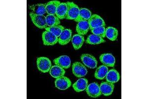 Confocal immunofluorescent analysis of ANKRD34B Antibody (C-term)(Cat#AP50185PU-N) with 293 cell followed by Alexa Fluor 488-conjugated goat anti-rabbit lgG (green). (ANKRD34B anticorps  (C-Term))