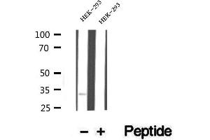 Western blot analysis of extracts of HEK-293 cells, using Stanniocalcin 2 antibody. (Stanniocalcin 2 anticorps  (C-Term))