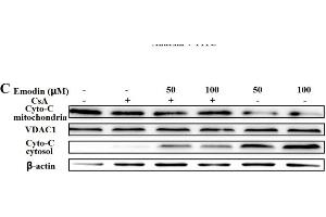 Western blot analysis of VDAC1 expression in Hela cell lysate (VDAC1 anticorps  (C-Term))