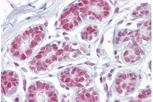 Anti-APEX1 / APE1 antibody IHC staining of human breast.