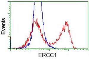 HEK293T cells transfected with either RC200478 overexpress plasmid (Red) or empty vector control plasmid (Blue) were immunostained by anti-ERCC1 antibody (ABIN2453822), and then analyzed by flow cytometry. (ERCC1 anticorps)