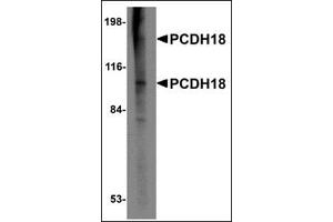Western blot analysis of PCDH18 in Raji cell lysate with this product at 2 μg/ml. (PCDH18 anticorps  (N-Term))