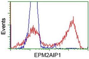 HEK293T cells transfected with either RC209239 overexpress plasmid (Red) or empty vector control plasmid (Blue) were immunostained by anti-EPM2AIP1 antibody (ABIN2452999), and then analyzed by flow cytometry. (EPM2AIP1 anticorps)