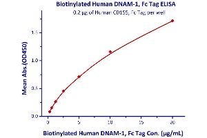 Measured by its binding ability in a functional ELISA.