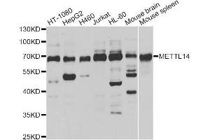 Western blot analysis of extracts of various cell lines, using METTL14 antibody (ABIN5996020) at 1/1000 dilution. (METTL14 anticorps)