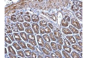 IHC-P Image ERAB antibody detects ERAB protein at mitochondria on mouse intestine by immunohistochemical analysis.