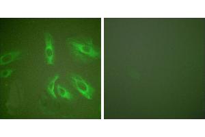 Peptide - +Immunofluorescence analysis of HeLa cells, using Gastrin antibody (#C0205). (Gastrin anticorps)