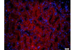 Paraformaldehyde-fixed, paraffin embedded rat kidney tissue, Antigen retrieval by boiling in sodium citrate buffer(pH6) for 15min, Block endogenous peroxidase by 3% hydrogen peroxide for 30 minutes, Blocking buffer (normal goat serum) at 37°C for 20min, Antibody incubation with Rabbit Anti-IGSF9 Polyclonal Antibody, Unconjugated  at 1:500 overnight at 4°C, followed by a conjugated secondary and DAPI staining (IGSF9 anticorps)
