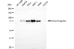 Western blotting analysis using Enah/Vasp-like antibody (ABIN7798437).