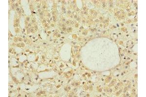 Immunohistochemistry of paraffin-embedded human adrenal gland tissue using ABIN7150520 at dilution of 1:100 (DNAJB4 anticorps  (AA 1-337))