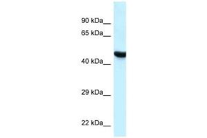 Western Blot showing HYAL3 antibody used at a concentration of 1 ug/ml against MCF7 Cell Lysate (HYAL3 anticorps  (C-Term))