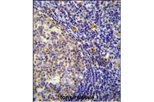 YDJC Antibody (Center) (ABIN654597 and ABIN2844297) immunohistochemistry analysis in formalin fixed and paraffin embedded human tonsil tissue followed by peroxidase conjugation of the secondary antibody and DAB staining. (YdjC anticorps  (AA 169-198))