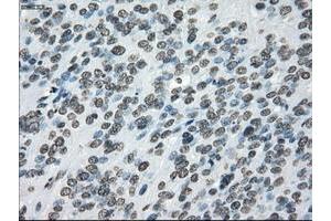 Image no. 12 for anti-P450 (Cytochrome) Oxidoreductase (POR) antibody (ABIN1497746) (POR anticorps)