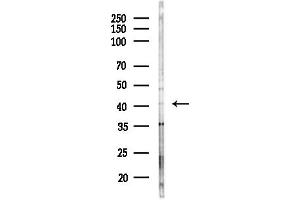 Western blot analysis of lysates from Mouse brain, using GPR4 Antibody at 1/1000 dilution.