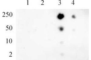 RNA pol II CTD phospho Ser5 pAb tested by dot blot analysis. (Rpb1 CTD anticorps  (pSer5))