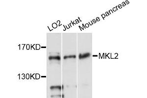 Western blot analysis of extracts of various cell lines, using MKL2 antibody (ABIN6293940) at 1:3000 dilution. (MKL2 anticorps)