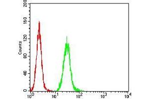 Flow cytometric analysis of Hela cells using RALB mouse mAb (green) and negative control (red).