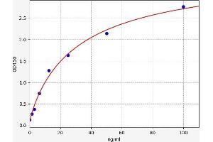 Melanocyte Antibody ELISA Kit