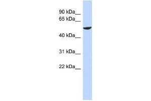 Western Blotting (WB) image for anti-Zinc Finger Protein 154 (ZNF154) antibody (ABIN2459143) (ZNF154 anticorps)