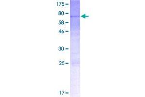 Image no. 1 for MTERF Domain Containing 1 (MTERFD1) (AA 1-417) protein (GST tag) (ABIN1311542)
