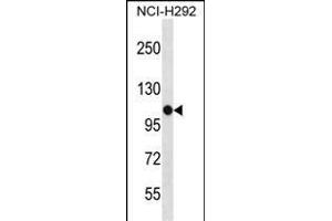 PBXIP1 Antibody (C-term) (ABIN1537374 and ABIN2848529) western blot analysis in NCI- cell line lysates (35 μg/lane). (PBXIP1 anticorps  (C-Term))