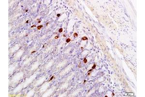 Formalin-fixed and paraffin embedded rat stomach tissue labeled with Anti-GRP Polyclonal Antibody, Unconjugated  at 1:400, followed by conjugation to the secondary antibody and DAB staining