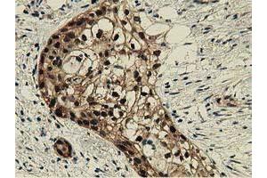 Immunohistochemistry (IHC) image for anti-DnaJ (Hsp40) Homolog, Subfamily A, Member 2 (DNAJA2) antibody (ABIN1497861) (DNAJA2 anticorps)