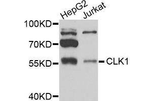 Western blot analysis of extracts of various cells, using CLK1 antibody. (CLK1 anticorps)