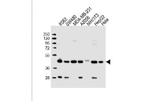 All lanes : Anti-POLR1C Antibody (C-term) at 1:2000 dilution Lane 1: K562 whole cell lysate Lane 2: S whole cell lysate Lane 3: MDA-MB-231 whole cell lysate Lane 4:  whole cell lysate Lane 5: NIH/3T3 whole cell lysate Lane 6: HepG2 whole cell lysate Lane 7: Hela whole cell lysate Lysates/proteins at 20 μg per lane.