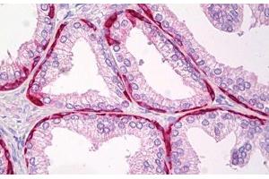 Anti-TRIP12 antibody IHC staining of human prostate. (TRIP12 anticorps)