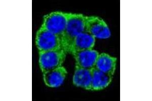 Confocal immunofluorescent analysis of FAM96A Antibody (C-term) Cat.