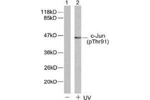 Image no. 1 for anti-Jun Proto-Oncogene (JUN) (pThr91) antibody (ABIN196647) (C-JUN anticorps  (pThr91))