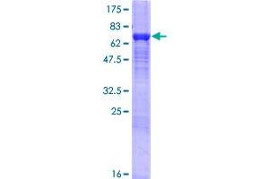 Image no. 1 for Karyopherin (Importin) alpha 4 (KPNA4) (AA 1-521) protein (GST tag) (ABIN1308922)