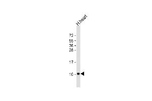 Anti-ATP5EP2 Antibody (Center) at 1:2000 dilution + human heart lysate Lysates/proteins at 20 μg per lane. (ATP5EP2 anticorps  (AA 19-52))