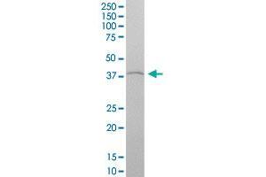 HOXA4 MaxPab polyclonal antibody.