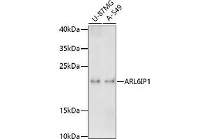 Western blot analysis of extracts of various cell lines, using IP1 antibody  at 1:1000 dilution. (ARL6IP1 anticorps  (AA 1-100))