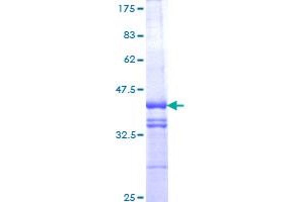 NFE2L1 Protein (AA 677-771) (GST tag)