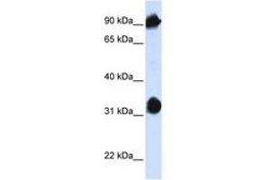Image no. 1 for anti-Heat Shock 70kDa Protein 4 (HSPA4) (AA 36-85) antibody (ABIN6740952) (HSPA4 anticorps  (AA 36-85))