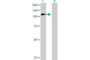 Western Blot analysis of HIP1 expression in transfected 293T cell line by HIP1 MaxPab polyclonal antibody. (HIP1 anticorps  (AA 1-1037))